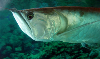 arowana