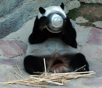 panda