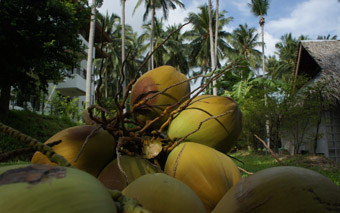 coconut